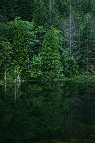 白天绿叶树附近灰色平静的水体